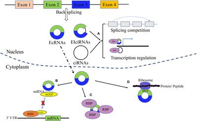 Emerging Roles of Circular RNAs in Thyroid Cancer